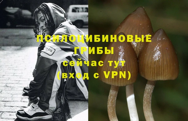 ПСИЛОЦИБИНОВЫЕ ГРИБЫ Ачинск