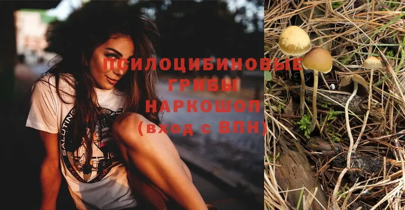 Псилоцибиновые грибы Cubensis  сколько стоит  Добрянка 